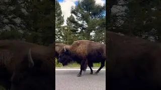 Close encounter with Bison 🦬 #attack #bisonattack #bisonbattle #bisongaming #wildanimals #animals
