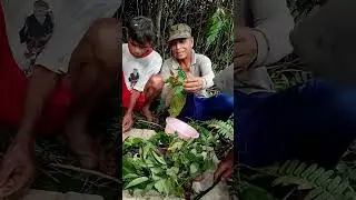 ACARA KELADANG DAYAK JANGKANG, TRIDISI MENYAMBUT MUSIM PANEN PADI BEBIKE🇮🇩🇮🇩