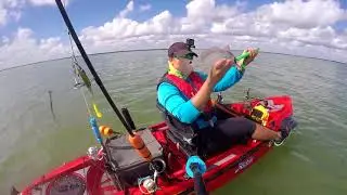 Redfish Autumn Run in Holly Beach,  Tx.