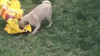 Pug helping with yard work