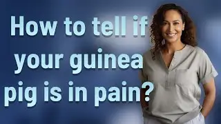 How to tell if your guinea pig is in pain?