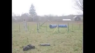 Aussie agility trening Shadow & Atrey