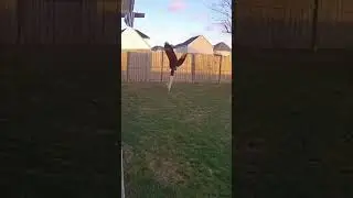 #eagle eagle swoops down and snatches small dog
