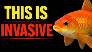 10 Invasive Aquarium Fish You Might Own 