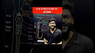 structure of sperm #sperm #humanreproduction #malereproductivesystem #neet #neet2026 #ytshorts