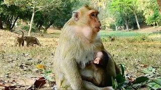 Briget monkey very difficult to walk and moving place because baby Brandy sleep and get milk