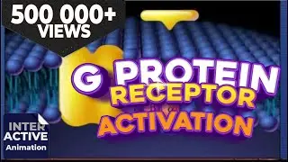 G-Protein Receptor Activation Video...