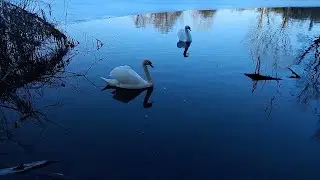 🦢 ARR & BKL Enjoying The Melted Parts Of The Pond 🦢 January 18th, 2026