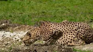 Copyright free, No copyright, Royalty free stock footage, Animal videos for youtube || Cheetah