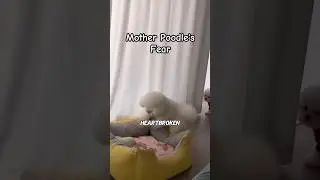 Mother Poodle's Heartbreaking Moment ❤️ | Pet Animals