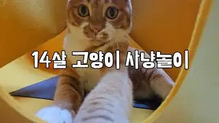 14살 치즈고양이 치즈만두 사냥놀이