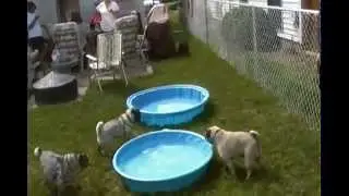 More of Penelope @ her first Pug Social