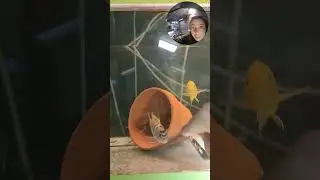 UK Pleco Fish Room Tour Part 2!