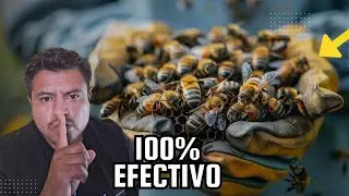 Mi SECRETO Para Que No se Vayan las Abejas Al Dividir  🐝