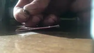 Improving Germination of Hard Seeds with Scarification