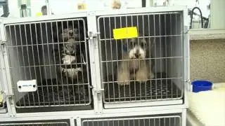 Bonnie's Dog Grooming Washington DC