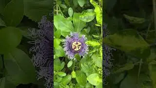 Discover Exotic Plants & Bulbs | Unique Varieties Available at Upjau.in 🌿✨ #plants #garden #upjau