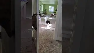 Furry Guardian