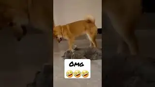 epic 🤣🤣🤣 cat vs dog ....#epicpet #funny #shorts #catvsdog #dogshorts #catshorts #funnyvideo