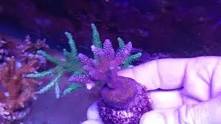 Acropora millepora premium coral gandalf