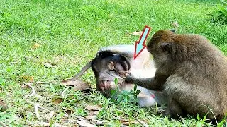 OMG !! QUINTON CRY SEIZURES BY DAISY WEAN MILK || DAKOTA CRY LOUDLY HUG QUEEN COS MUM ABANDON.