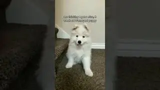 awoo #dog #foryou #fyp #viral #cute