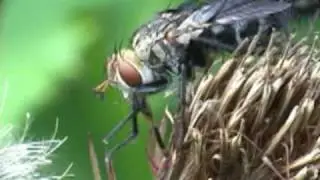 Fly Wash her  Face   ハエの顔洗い口洗い