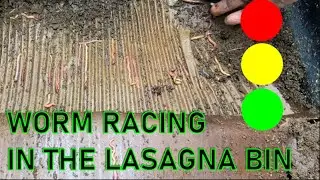 LASAGNA METHOD COMPOST WORM BIN