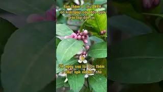 Mẹo nhỏ gi&uacute;p chanh ra hoa, sai quả