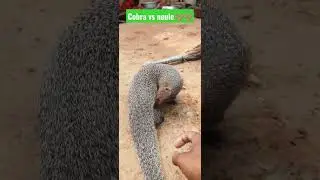 cobra vs neule fight 🪱🪱🪱🥵🥵🥵🥵🥵🥵🥵