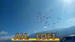 Sir Manan Pigeons toss frome 65km #quetta racing pigeon club Quetta