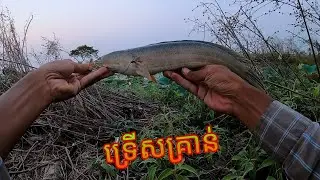 គុំយូរហើយ || A Monster Snakehead #abugarcia #daiwa #shimano #fishing #casting #spinning
