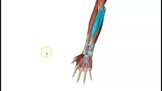 Superficial Muscles of Front of Forearm (3D) - Dr. Ahmed Farid