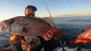 Variety - Spangled Emperor, Pearl Perch, Cobia, Maori Cod, Mulloway, Nannigai. Rainbow Escape!