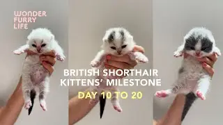 Cute Kittens Grow So Fast 😭| Kitten Milestones You Can&rsquo;t Miss | They Were So Tiny, Look At Them Now!