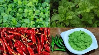 How to store coriander leaves mint leaves,   store green chillies,how to make Red chillies at home