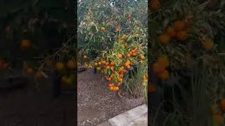 Valencia Orange tree heavy laden  Coachella Valley