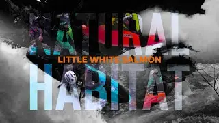Natural Habitat: Little White Salmon