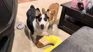 When they want to destroy a toy #corgi #corgilife #corgilove #corgipuppy 