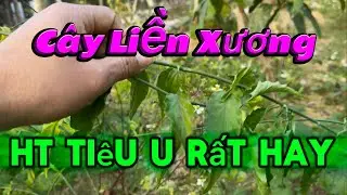 C&acirc;y Liền Xương Nhanh M&agrave; Nhiều Hơn Nữa | CTVC
