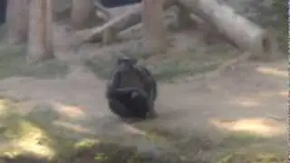 Chimpanzee Observation (Focal Sampling)