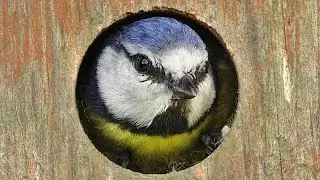 Bird Sounds and Video - Blue Tit Bird Box - One Hour Screensaver