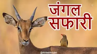 Wildlife Wonders: Cinematic Journey Into India&rsquo;s Forests, Rivers & Rare Animals, #akhileshasnahri