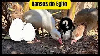 ATUALIZAÇÃO DOS GANSOS DO EGITO @sitio_do_rb 