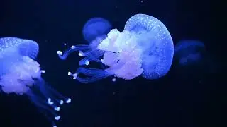 Portugalia - Lizbona oraz okolice