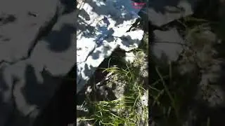 Избавиться от тлей и муравьев щадяще и наверняка.