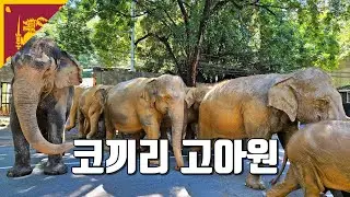 매일 고아원을 나와 강으로 목욕하러 가는 코끼리들 - 스리랑카(3)
