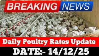 Daily Poultry Rate | Broiler Wholesale Price | Chicken Mandi Bhav | #poultrybusiness #business 