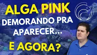 ALGA PINK DEMORANDO PRA APARECER... E AGORA?