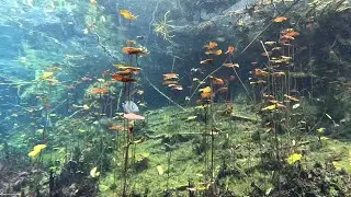 Aktun Ha / CarWash Cenote - 4K Scuba Diving Mexico 2025